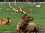 http://tbn0.google.com/images?q=tbn:CyvdSX9vtU8fQM:http://www.alpha123.gr/files/2ndmatiaphotos/Bdeer4.jpg