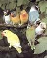 http://tbn0.google.com/images?q=tbn:1tao_pgPASzkCM:http://www.bythos.gr/eshop/images/parrots.jpg