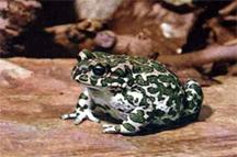  (Bufo_viridis)