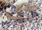  (Podarcis_muralis)
