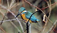  (Alcedo_atthis)