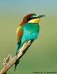 http://tbn0.google.com/images?q=tbn:RgGwChEjNoLSiM:http://www.fotoartmagazine.gr/news/interviews/rossidis/photo/Bee-eater0.jpg